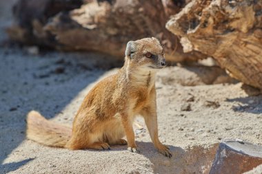 Tilki mangosu vahşi hayatta yerde oturuyor.