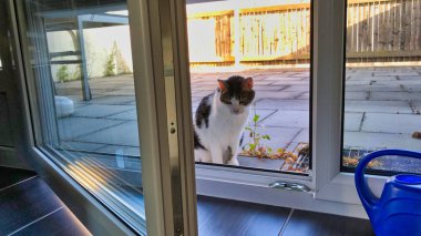 Evdeki pencere eşiğinde oturan kedi yavrusu.