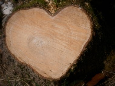 Ağaçta kalp şekli, ahşap yüzey.