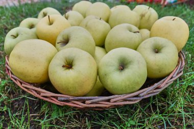 Hasır sepet dolusu yeşil elma.