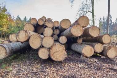 Ormanda yerde odun yığını
