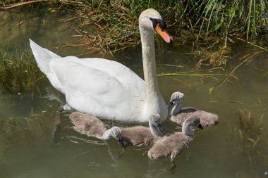 Gölde piliçlerle kuğu, seçici odak