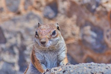 şirin sincap yakın plan görünümü