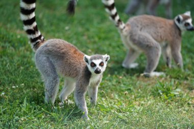 Yeşil çimlerin üzerinde halka kuyruklu lemurlar (suricata suricatta)