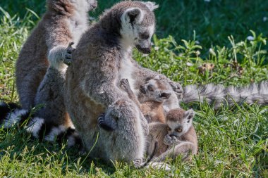 Lemurların manzarası, seçici odak
