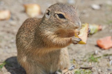 Doğal ortamda sevimli kahverengi sincap.