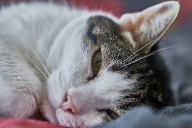 Sevimli küçük tekir kedicik kanepede yatıyor.