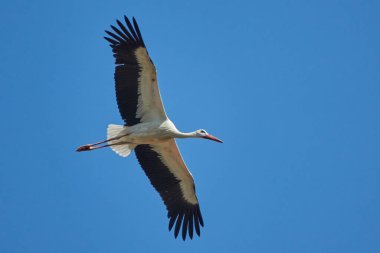 Leyleğin manzarası, seçici odak