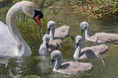 Gölde piliçlerle kuğu, seçici odak