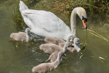 Gölde piliçlerle kuğu, seçici odak