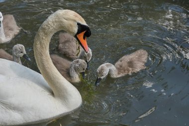 Gölde piliçlerle kuğu, seçici odak