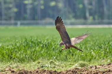 Yerin üstünde kanatları olan büyük uçan kartal.