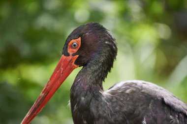 Bulanık yeşil arkaplanda siyah leyleğin yakın plan görüntüsü