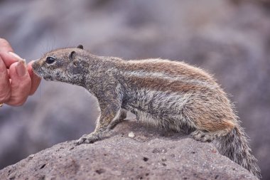 şirin sincap yakın plan görünümü