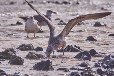 Deniz kenarındaki güzel gri martıların yakın çekim görüntüsü.
