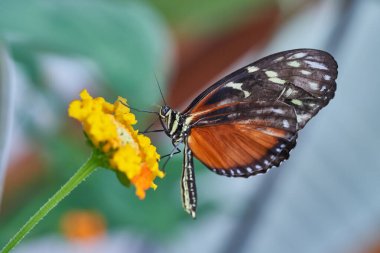 kelebeğin yakın çekim, seçici odak