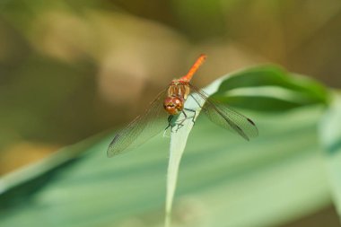 Yusufçuk doğadaki yeşil bitkinin üzerine tünemiş.        