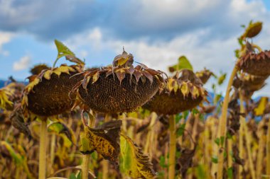 Bulutlu bir günde tarladaki güzel ayçiçeklerinin yakın görüntüsü