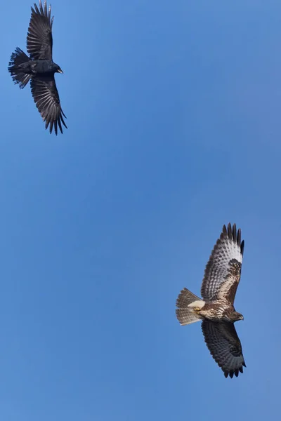 hawk eagle in flight against blue sky