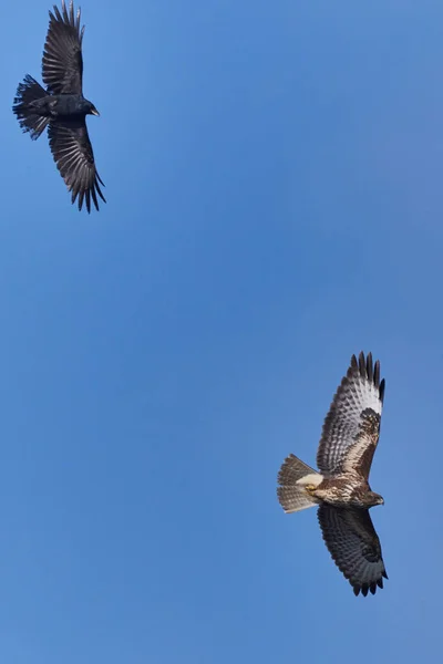 Águia Falcão Voo Contra Céu Azul — Fotografia de Stock