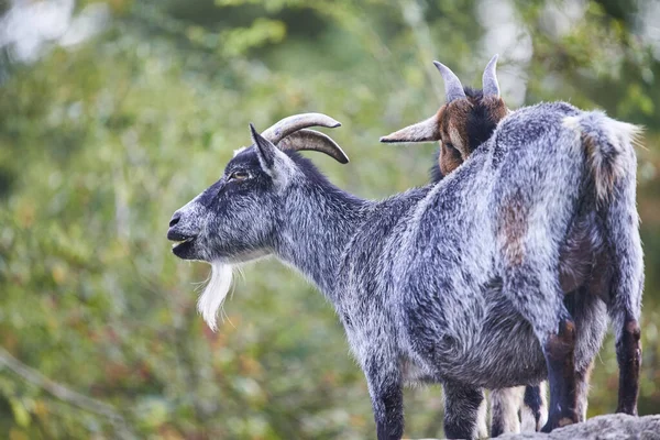 Keçilerin Manzarası Seçici Odak — Stok fotoğraf