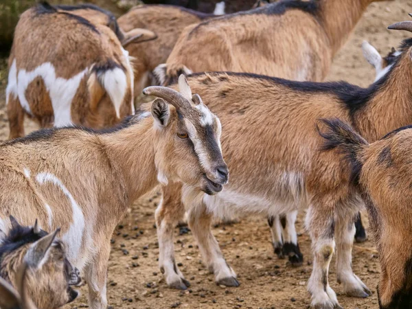 Malerischer Blick Auf Ziegen Selektiver Fokus — Stockfoto