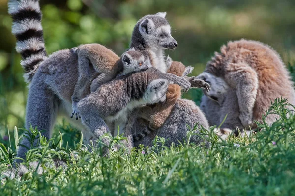 Scenic View Lemurs Selective Focus — Stock Photo, Image