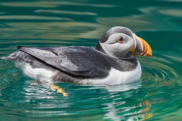 Puffin Atlântico Foco Seletivo — Fotografia de Stock