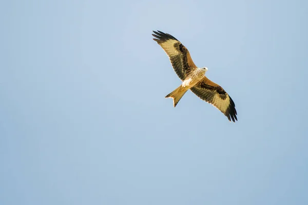 Halcón Águila Vuelo Contra Cielo Azul —  Fotos de Stock