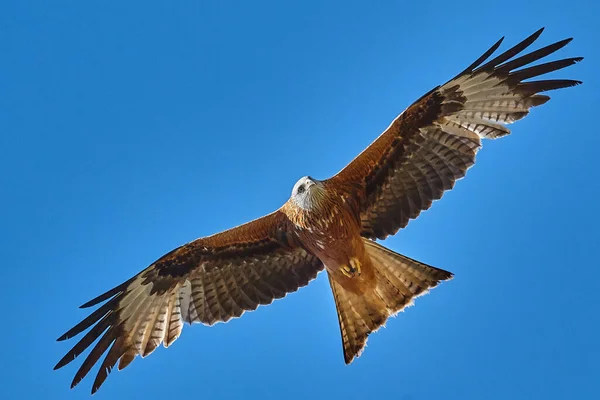 Aquila Falco Volo Contro Cielo Blu — Foto Stock