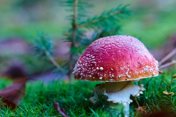 Mushroom Growing Forest Close — Stock Photo, Image