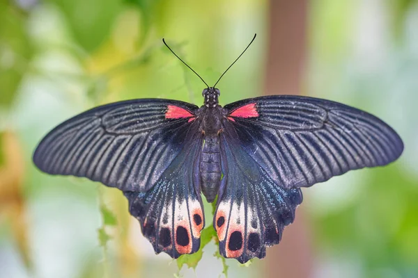 Vue Près Magnifique Papillon Sur Les Plantes Faune Point Mire — Photo