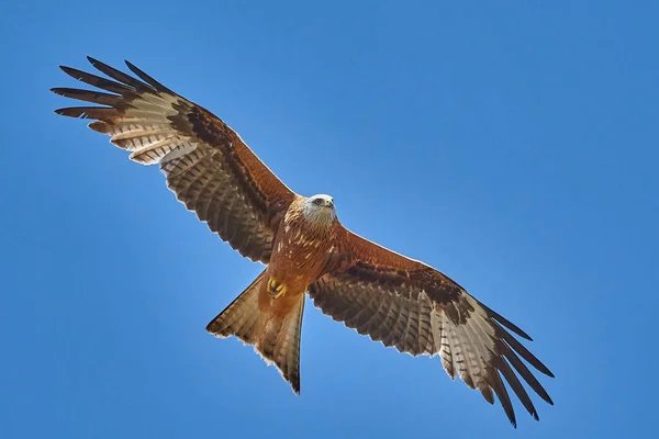 Águia Falcão Voo Contra Céu Azul — Fotografia de Stock