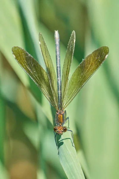 Dragonfly Perched Green Plant Nature — Stock Photo, Image