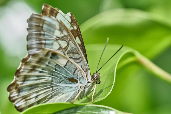 Primer Plano Mariposa Enfoque Selectivo —  Fotos de Stock