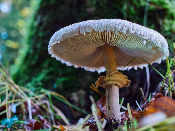 Close View Mushroom Forest — Stok fotoğraf
