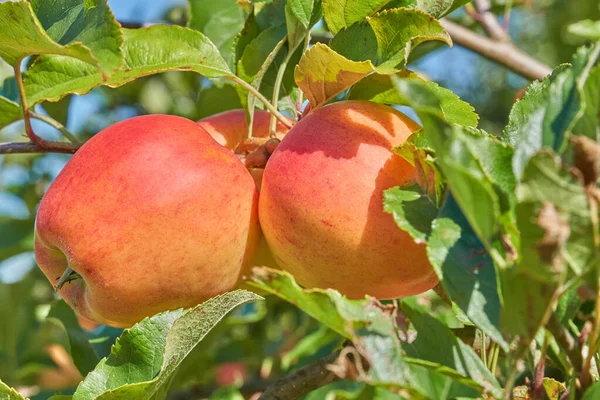 Olgunlaşmış elma oğlu ağaç dalının yakın çekim görüntüsü               