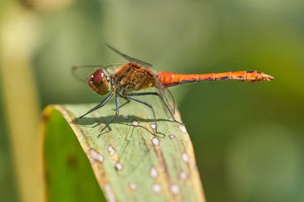 Dragonfly Perched Green Plant Nature – stockfoto