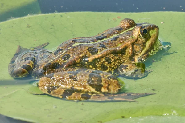 Sapo Uma Piscina Com Gotas Água — Fotografia de Stock