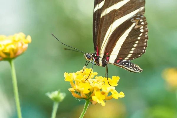 Close Borboleta Foco Seletivo — Fotografia de Stock