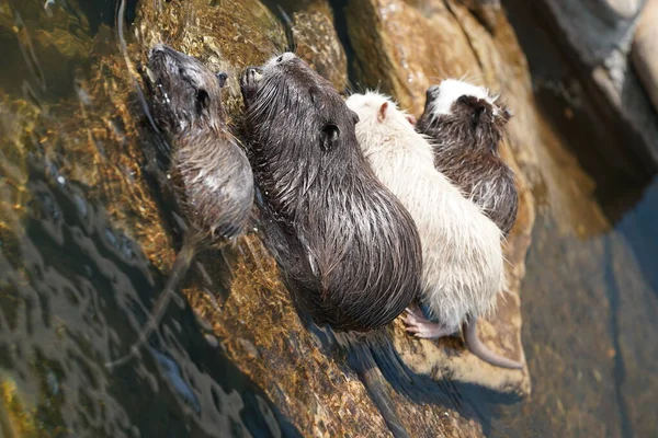 Vahşi doğadaki sevimli kahverengi kunduzların yakın çekim görüntüsü