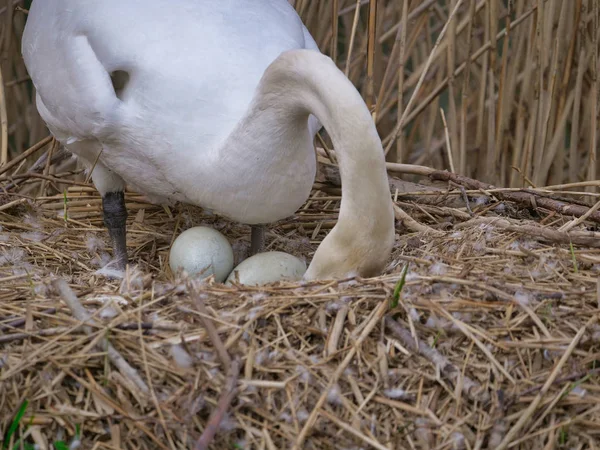 Cygne Dans Son Nid Couvant Des Œufs — Photo