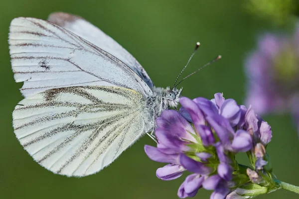 Güzel mor çiçekte kelebek, yakın çekim manzarası
