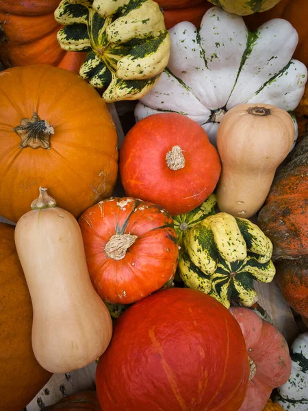 Yerel çiftçi pazarında kabak ve kabak. 