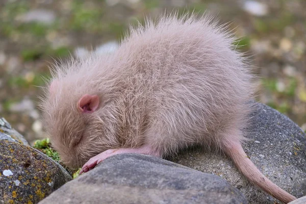 Schattig Nutria Dier Close Uitzicht — Stockfoto