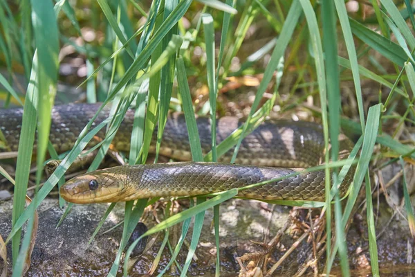 Çimenlerde zehirli olmayan ot yılanı 
