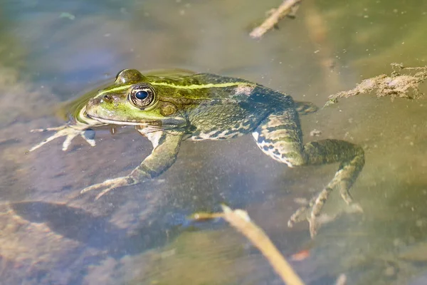 水の中の緑のカエルが — ストック写真