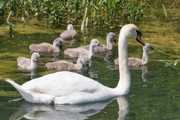 Cygne Avec Des Poussins Dans Lac Foyer Sélectif — Photo