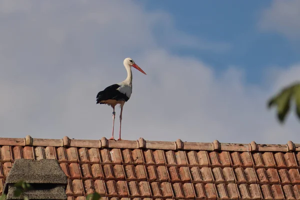 Čáp Stojící Střeše — Stock fotografie