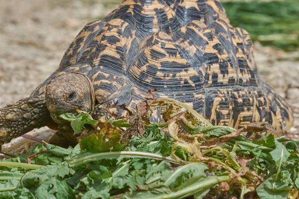 Tortue Mangeant Herbe Foyer Sélectif — Photo